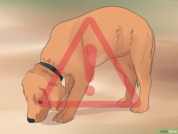 Изображение с названием House Train Your Dog in Ten Days Step 7